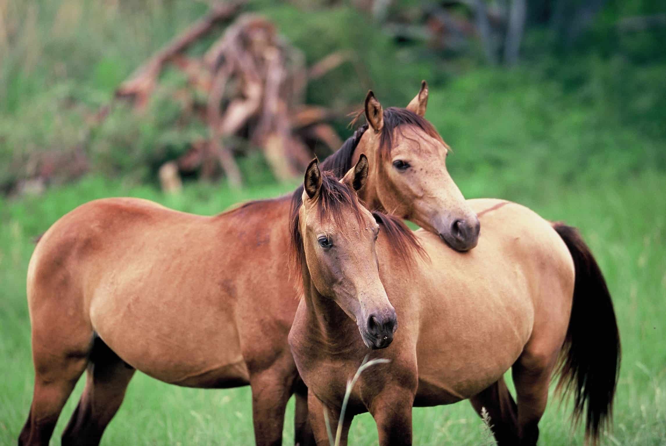 animal-behaviour-courses