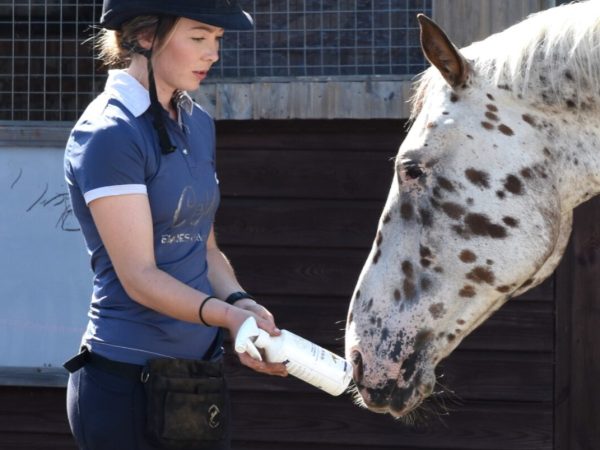Equine Behaviour & Training Certificate