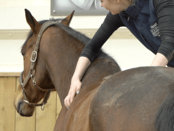 Equine Courses