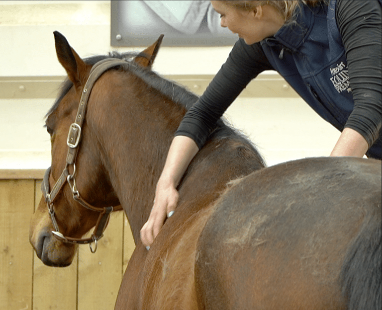 What Does an Animal Behaviourist Do?