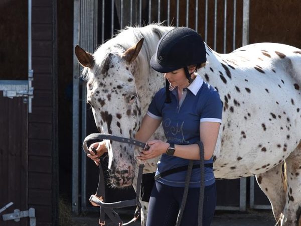 Equine Behaviour & Training Certificate