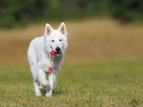 Canine Training Courses