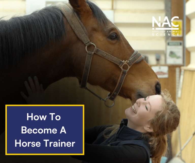 How to Become an Accredited Horse Trainer in 2025