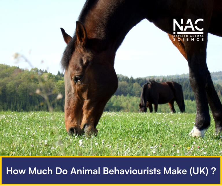 How Much Do Animal Behaviourists Make UK?
