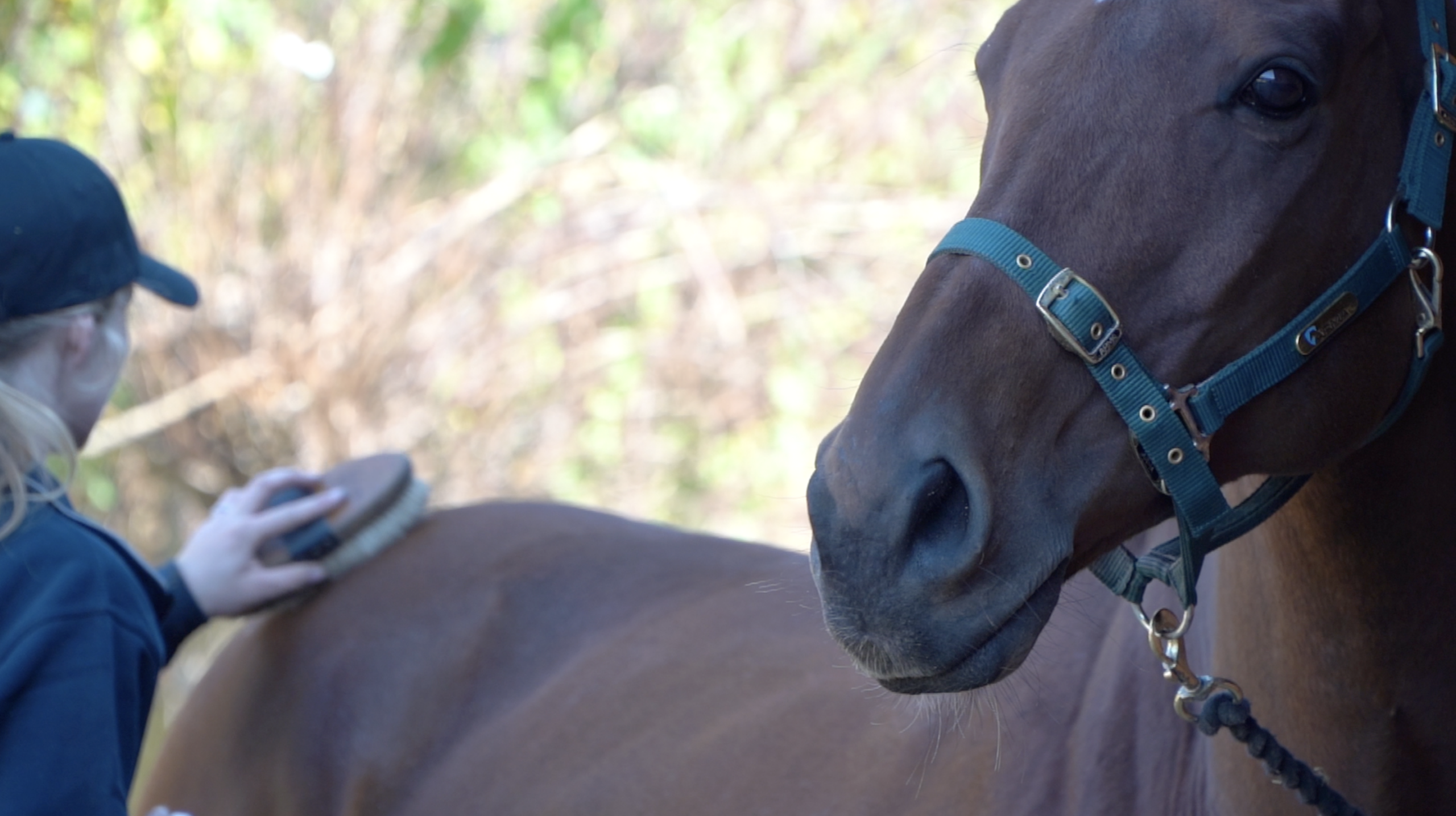 horse-being-brushed