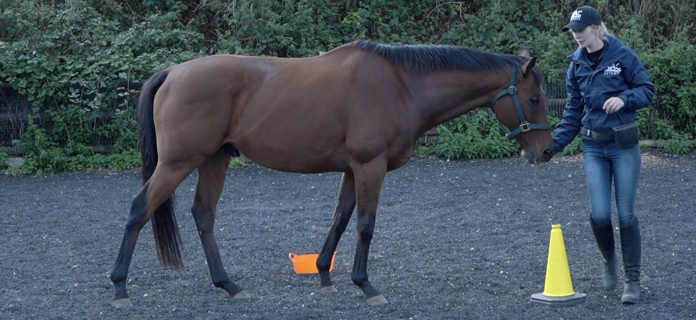 clicker training for horses