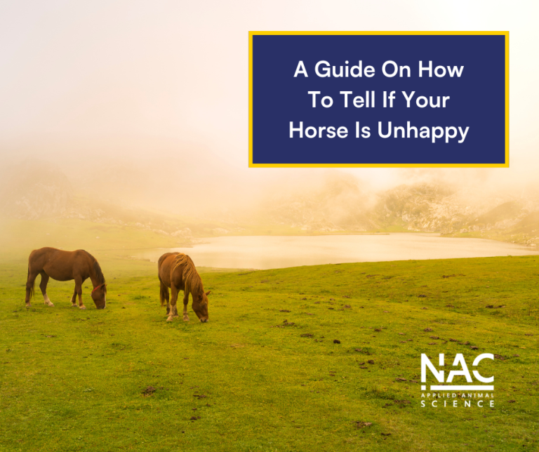How to Tell If Your Horse is Unhappy [GUIDE]