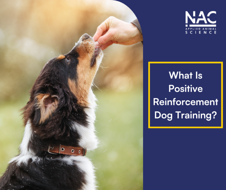 What is Positive Reinforcement Dog Training?
