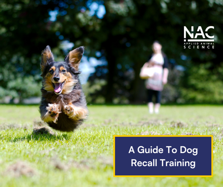 Dog Recall Training [Guide]