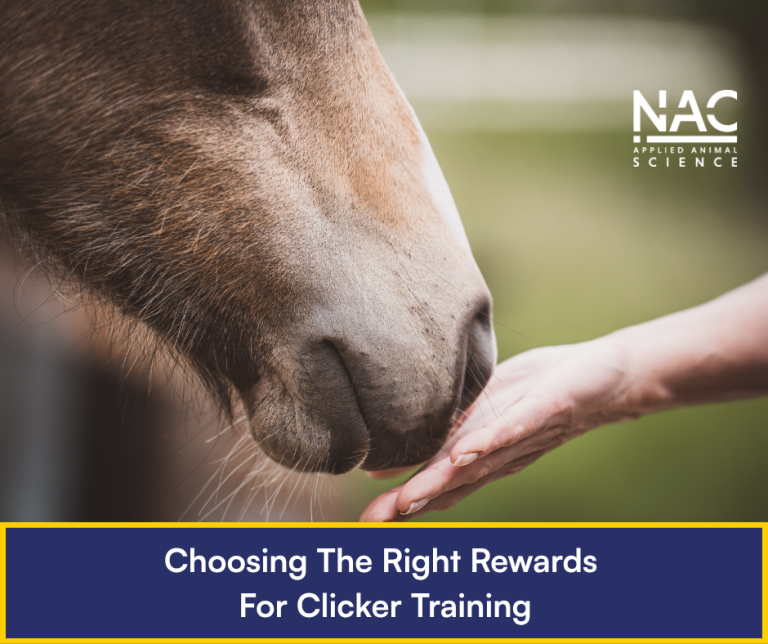 Choosing The Right Rewards for Clicker Training Your Horse