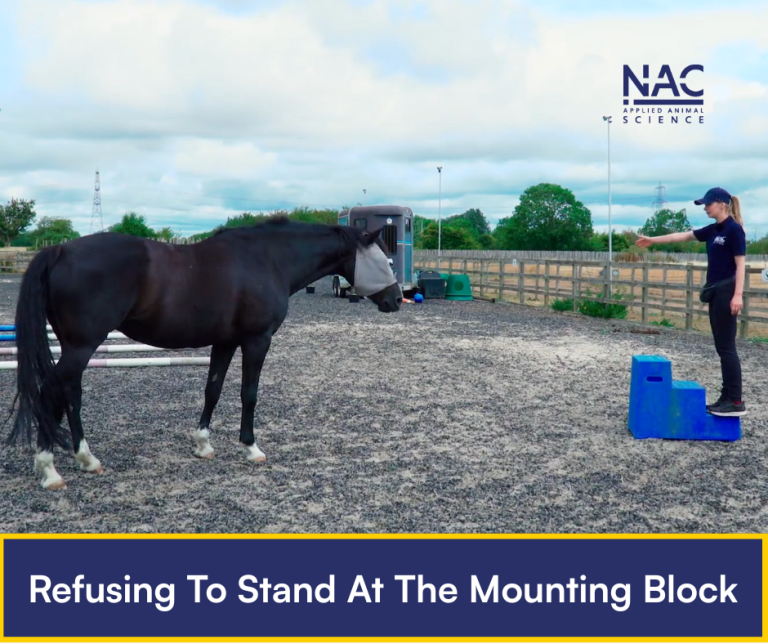 My Horse Refuses to Stand for Mounting
