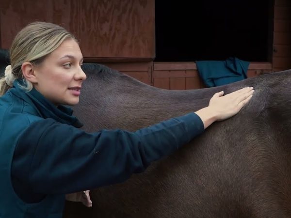 Equine Massage for Owners
